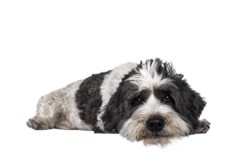 Adorable little mixed breed Boomer dog, laying down side ways. Looking straight to camera with friendly brown eyes and head down on surface. Isolated cutout on transparent background. Mouth closed.