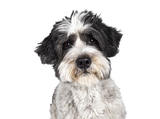 Mixed breed Boomer dog on transparent background