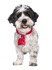 Adorable little mixed breed Boomer dog, standing facing front wearing red scarf around neck. Looking straight to camera with friendly brown eyes. Isolated cutout on transparent background. Mouth open 