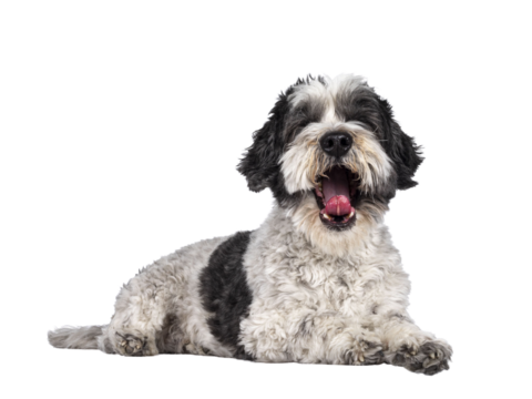 Cute little mixed breed Boomer dog, laying fown side ways. Looking towards camera yawning showing tongue and no eyes. Isolated cutout on transparent background.