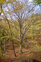 Valli di Canzo (Lombardia)