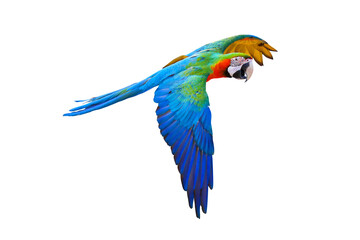 Colorful Harlequin macaw flying isolated on transparent background png file	