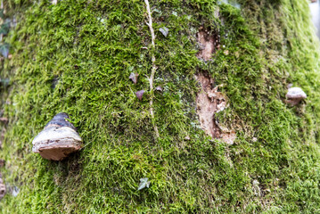 Moss covered trees in winter