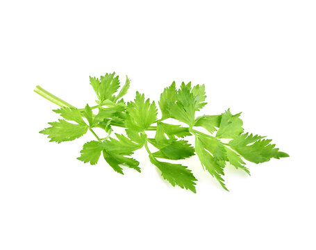celery isolated on white background