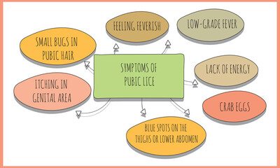 symptoms of  pubic lice.  Vector illustration for medical journal or brochure