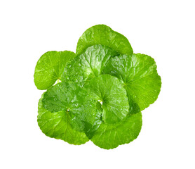 Group of Gotu kola (Centella asiatica) leaves with water drops isolated on white background. (Asiatic pennywort, Indian pennywort)