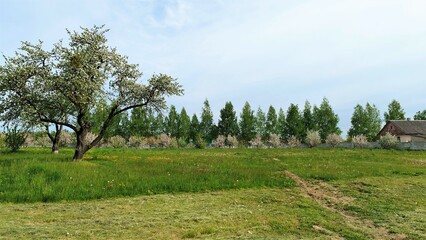 Dandelions are blooming in a partially mowed grassy meadow. Along the edges of the meadow grow birch trees and fruit trees that bloom in the spring. Nearby are the village houses, surrounded by fences