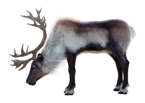 3D Rendering Male Rendeer on White