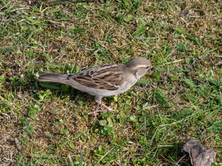 Beautiful close-up shot of female House Sparrow (Passer domesticus) walking on ground among grass