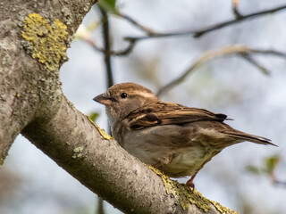 Beautiful close-up of female House Sparrow (Passer domesticus) sitting on a tree branch in spring