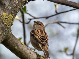 Beautiful close-up of female House Sparrow (Passer domesticus) sitting on a tree branch in spring