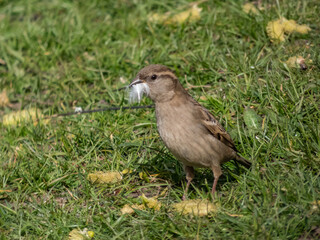 Beautiful close-up shot of female House Sparrow (Passer domesticus) walking on ground among grass