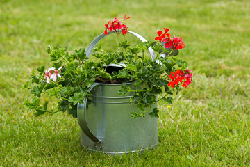 geranium in a watering can in the garden