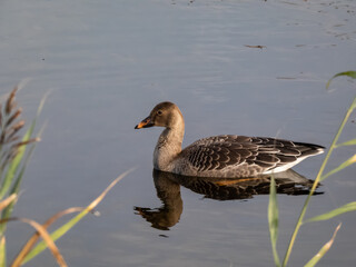 The bean goose (Anser fabalis or Anser serrirostris) swimming in dark water of a pond in sunlight in late autumn