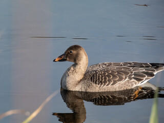 The bean goose (Anser fabalis or Anser serrirostris) swimming in dark water of a pond in sunlight in late autumn