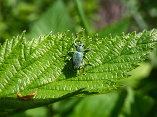 Close-up shot of the Short-nosed weevil or the nettle weevil (Phyllobius pomaceus) with bright metallic green scales, combined with variations of gold, blue and copper colour on a leaf