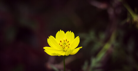 yellow flower