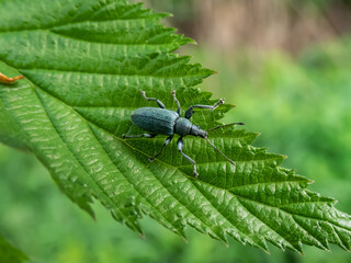 Close-up shot of the Short-nosed weevil or the nettle weevil (Phyllobius pomaceus) with bright metallic green scales, combined with variations of gold, blue and copper colour on a leaf