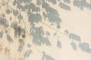 Leaf shadow on old wall surface