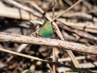 Macro of beautiful butterfly - The green hairstreak (Callophrys rubi) sitting on a dry plant stem...