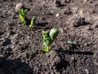 Close-up shot of a small Sweet green pea (pisum) sprouts or seedlings growing in a soil in a vegetable garden in bright sunlight in spring