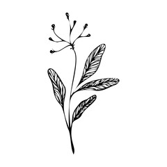 Botanical drawing. Wild grass flower. Abstract flowers. Twig with leaves vector. Clip art herbarium.