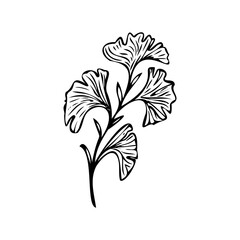 Botanical drawing of ginkgo biloba. Decorative flower. Black and white graphics of botany. Abstract flowers. Twig with leaves vector. Clip art herbarium.