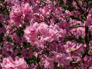 Close-up shot of the Rhododendron bush blooming with clusters of light pink flowers in spring