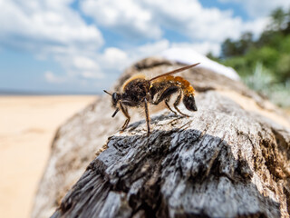The Bumblebee robberfly, yellow robberfly or yellow assassin fly (Laphria flava) on a dry tree trunk on the beach in sunlight