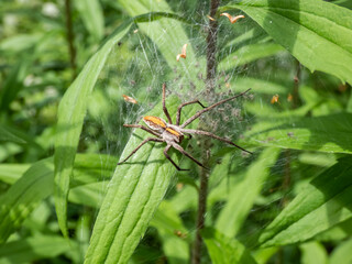 Macro shot of tiny spiderlings of Nursery web spider (Pisaura mirabilis) in the nest with young spiders and egg sac on a green plant with adult female spider next to it