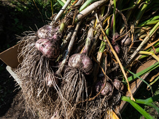 Close-up shot of harvested garlic bulbes with garliv cloves with roots placed in a cardboard box for drying. Harvest of garlic from garden in July