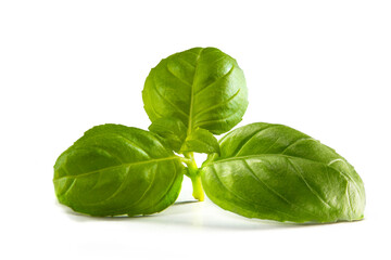 three leaves of sweet basil isolated ready to eat or decorate vegetable food or meal while being healthy and herbal with spice and delicious  falvor and sweet aroma
