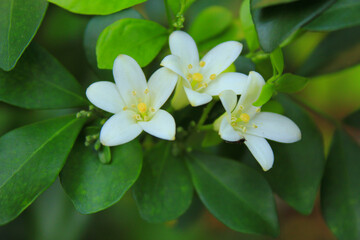 White Yellow Flower with green leaves