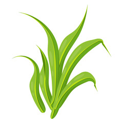 Lawn Turf 