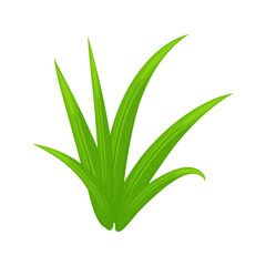 Garden Grass 