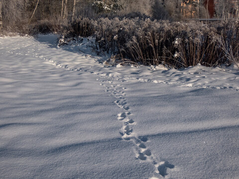 Trails of the footprints of roe deers (Capreolus capreolus) on the ground covered with white snow in winter