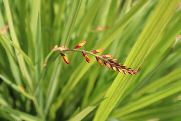Fresh, fragile Chasmanthe aethiopica. The buds of which have not yet opened, but are only basking in the sun.