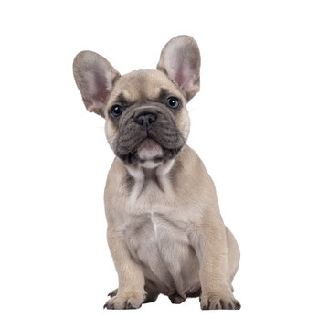 Adorable fawn French Bulldog puppy, sitting up facing front. Looking curious towards camera with blue eyes. Isolated cutout on a transparent background.