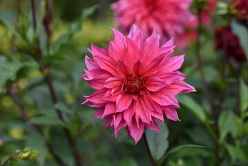 Dahlia rose au jardin en été