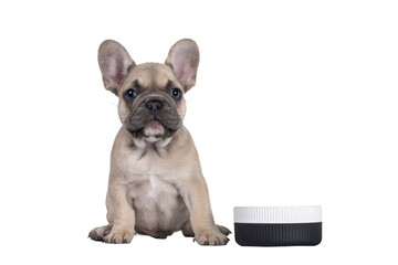 Adorable fawn French Bulldog puppy, sitting beside ceramic food bowl. Isolated cutout on a...