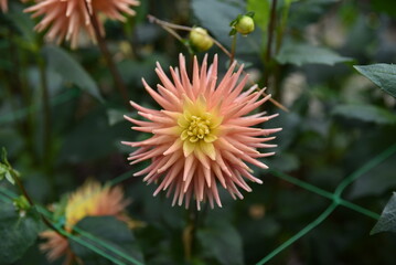 Dahlia cactus rose au jardin en été