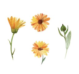 Calendula flower,a set of watercolor botanical flowers, isolated yellow flowers on a white background