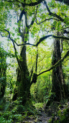 Vertical view with forest. Fairy tale spooky looking woods in a misty day. Cold foggy morning 