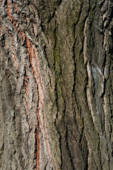 White poplar tree bark detail