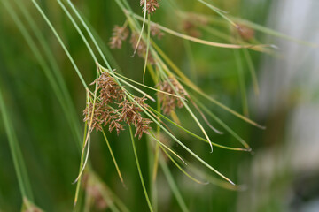 Papyrus sedge flowers