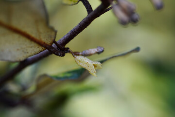 Variegated Oleaster branch with flowers