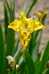 Standard Dwarf Bearded Iris Rabbits Foot flower