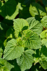 Floss Flower green leaves