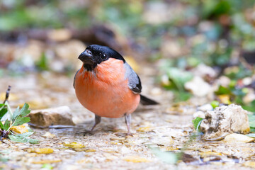 The male Eurasian bullfinch, common bullfinch or bullfinch (Pyrrhula pyrrhula)
