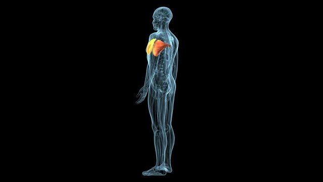 3d illustration of human body pectoralis major muscle anatomy